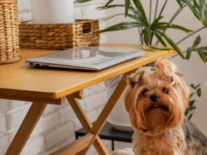 Evcil Hayvanı Olanlar İçin Dekorasyon Önerileri